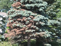Cytospora Canker on Colorado Blue Spruce