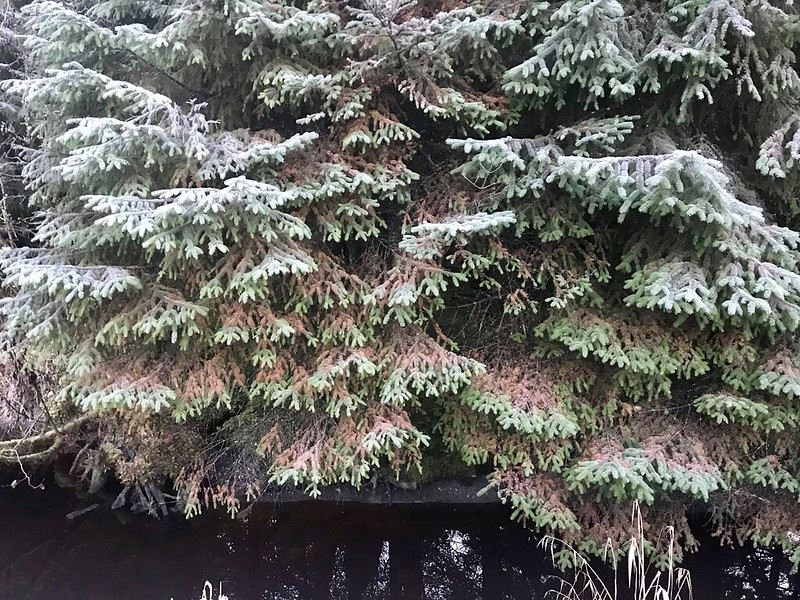 RhizosphaeradiscolorationsymptomsUSForestService CC0 1.0