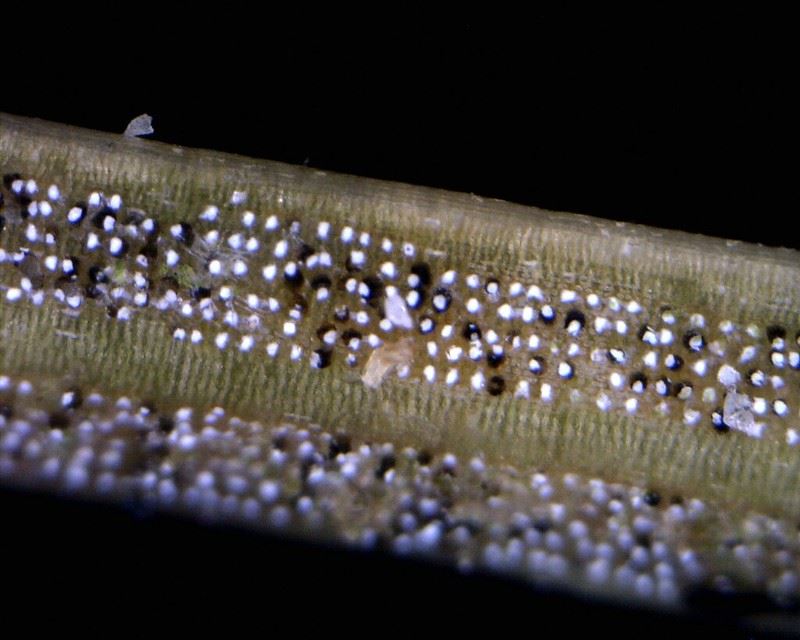 RhizosphaerafruitingUSForestService CC0 1.0